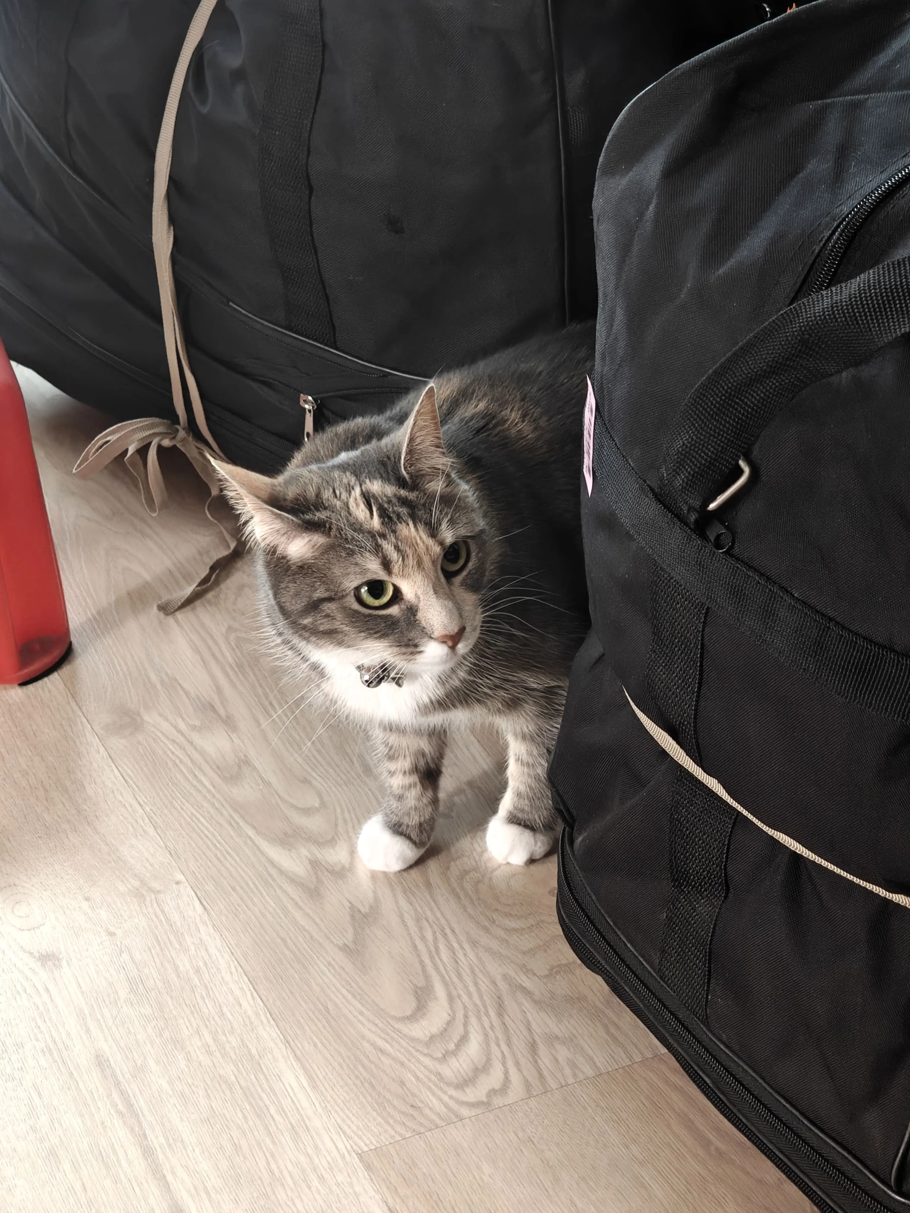 A grey tabby cat with a white belly hiding behind a large black bag.